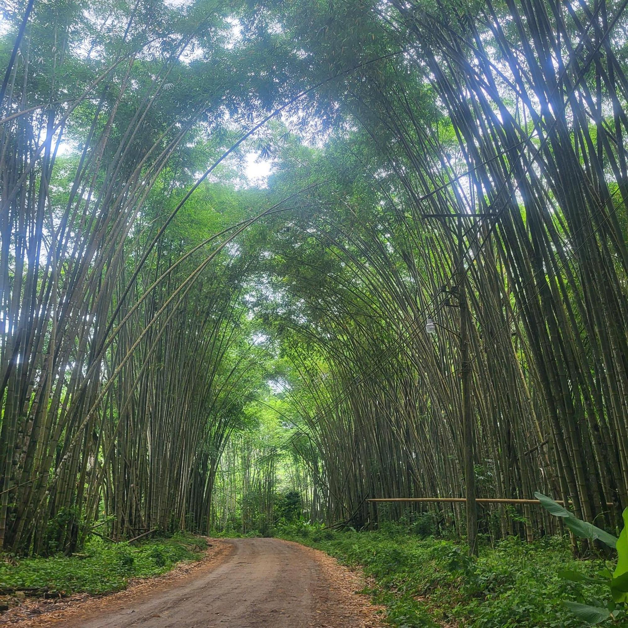 Bed and Breakfast Madre Terra Uvita Exteriér fotografie